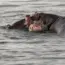 Hollywood Finally Made a Hippo Horror Movie: 7 Scary Facts