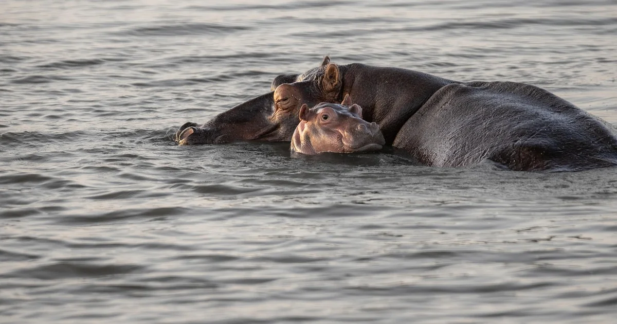 hungry hippo horror movie
