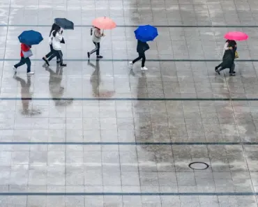 5 Ways Wet Weather in Argentina Fueled Hantavirus