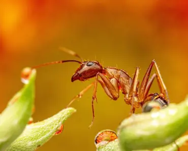 Just Discovered: 5 Surprising Kitchen Spots That Lure Ants