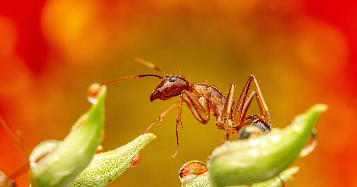 surprising ant attractors
