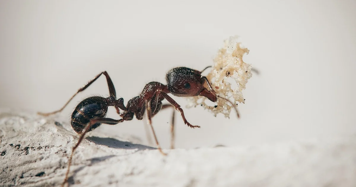 france ants data breach