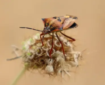 Anthropic Mythos Finds 7,000 Zero-Day Bugs Anthropic Mythos Finds 7,000 Zero-Day Bugs