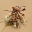 Anthropic Mythos Finds 7,000 Zero-Day Bugs
