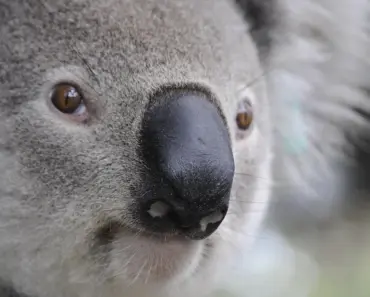 Microsoft Commits $25 Billion to Australia by 2029