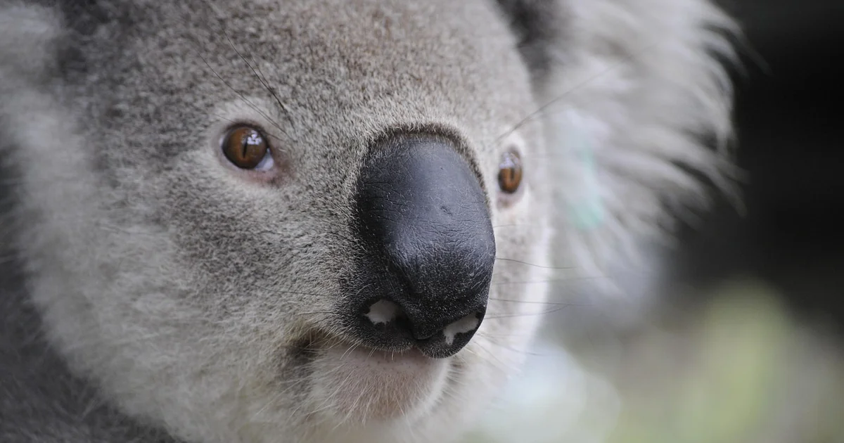 microsoft australia investment