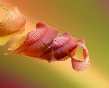 Gardening Experts Reveal the Only Time Vinegar Kills Weeds
