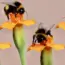 Bumble Paying Users Slipping? Its Big Bet on Overhaul