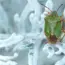 Linus Torvalds Says AI-Powered Bugs Overwhelm Linux List