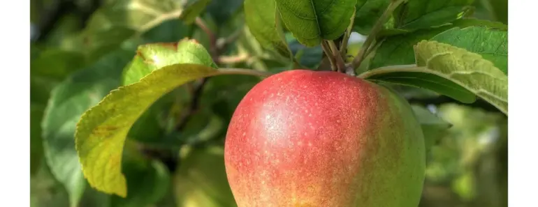 7 Apple Intelligence Features You Need Now
