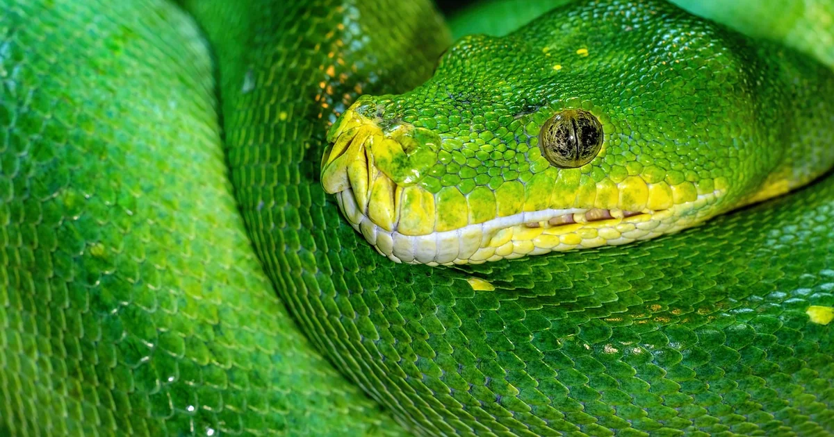 fix python errors