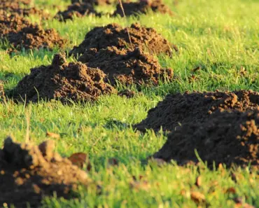 7 Reasons I Use an iPhone Controlled Anthbot Robot Lawn Mower