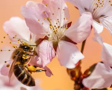 7 Buzzworthy Films for World Bee Day (Oscar-Robbed Included)