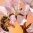 7 Buzzworthy Films for World Bee Day (Oscar-Robbed Included)