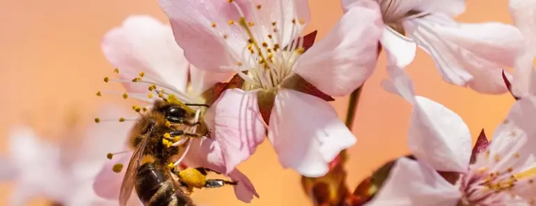 7 Buzzworthy Films for World Bee Day (Oscar-Robbed Included)