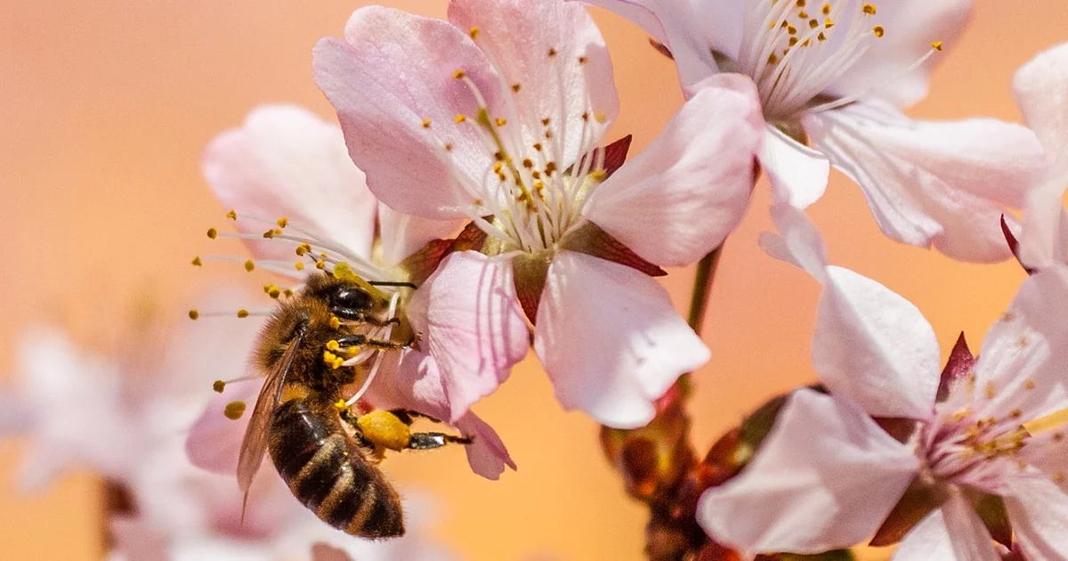 world bee day films
