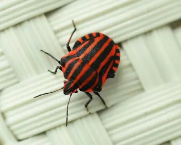 Microsoft Fixes Windows Autopatch Bug in 5 Steps