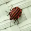 Microsoft Fixes Windows Autopatch Bug in 5 Steps