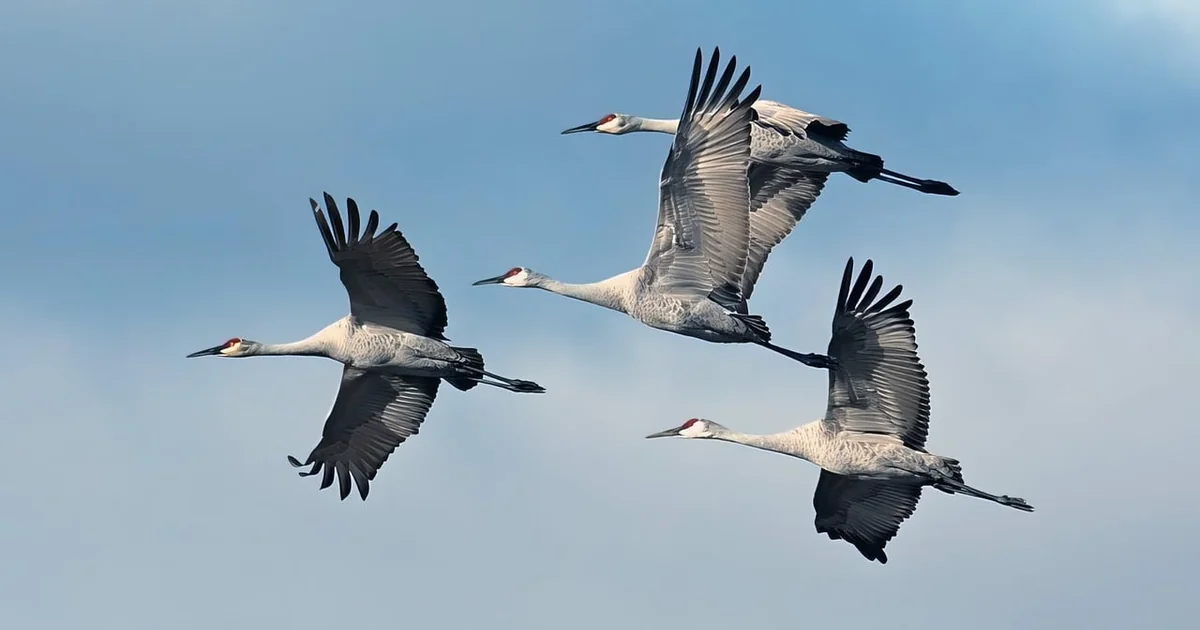 ios to android migration