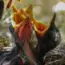 5 reasons earthworms don’t bio-accumulate microplastics