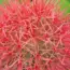 Apple App Store Subscriptions Just Cheaper? The Catch