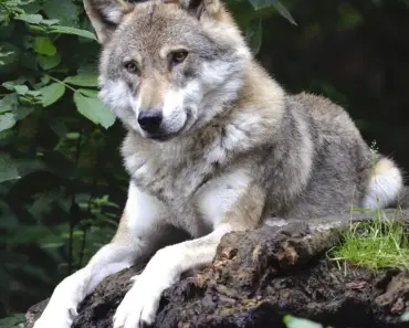 Man Faces 5 Years in Prison for Using AI to Fake Wolf Sighting