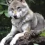 Man Faces 5 Years in Prison for Using AI to Fake Wolf Sighting