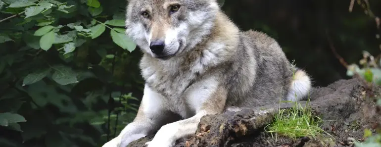 Man Faces 5 Years in Prison for Using AI to Fake Wolf Sighting