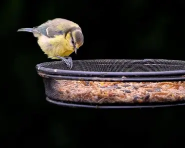 7 Best Smart Bird Feeder Mother’s Day Deals for 2026