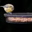 7 Best Smart Bird Feeder Mother’s Day Deals for 2026