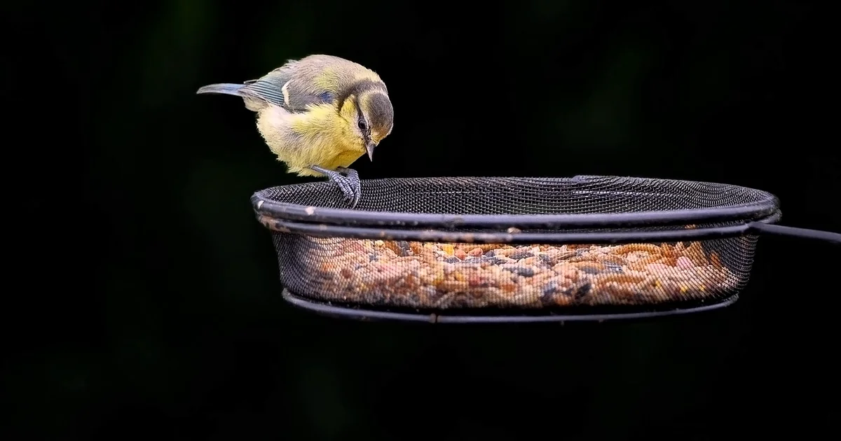 smart bird feeder deals
