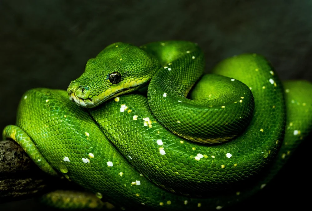 Ai programming languages - real-life example