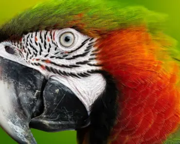 Amazon AI Search Turns Words Into Shoppable Images