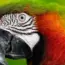 Amazon AI Search Turns Words Into Shoppable Images