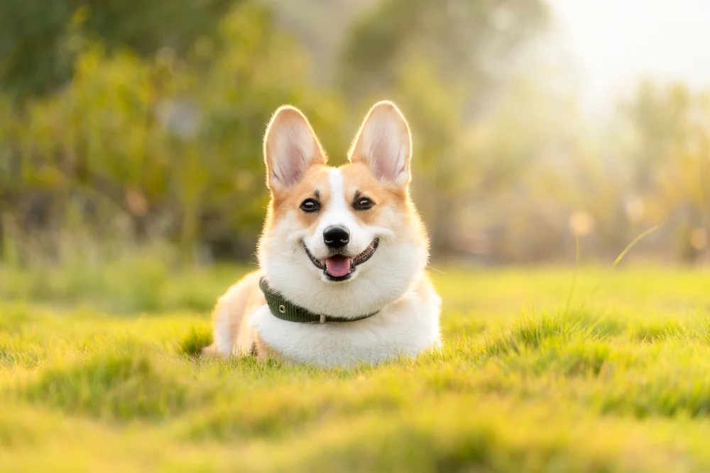 Ideas around Corgi valuation jump