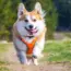 Corgi Announces $106M Raise at $2.6B Valuation