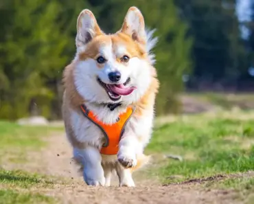 Corgi Announces $106M Raise at $2.6B Valuation Corgi Announces $106M Raise at $2.6B Valuation