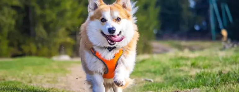 Corgi Announces $106M Raise at $2.6B Valuation