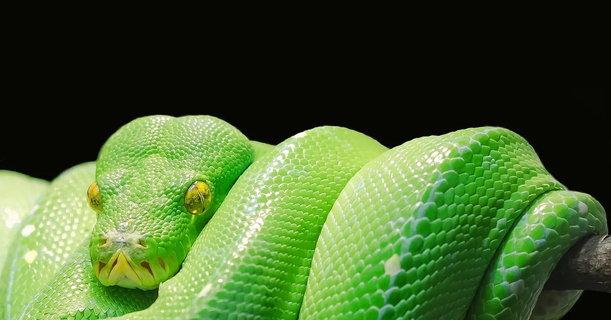 python data science tools