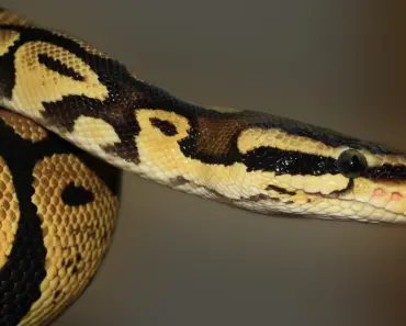 Python Slipping in Popularity According to Tiobe