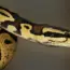 Python Slipping in Popularity According to Tiobe