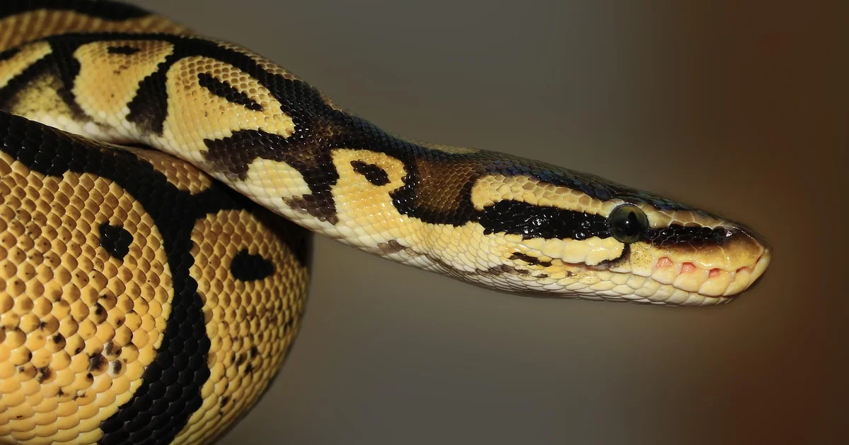 python losing popularity