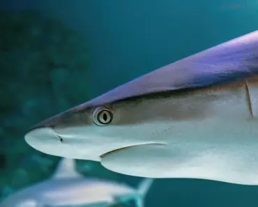 Baby Shark Dives Into Generative AI With Interactive Seoul Exhibit
