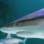 Baby Shark Dives Into Generative AI With Interactive Seoul Exhibit