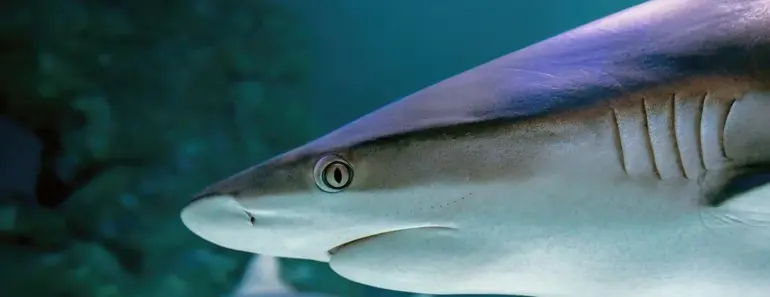 Baby Shark Dives Into Generative AI With Interactive Seoul Exhibit