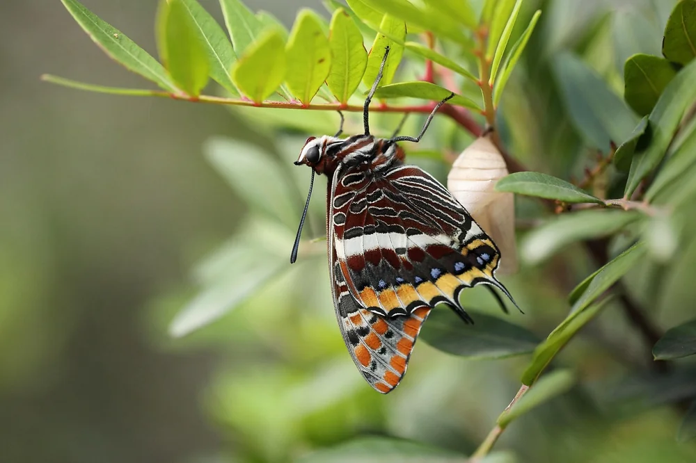 Inspiration for Ecosystem intelligence vc