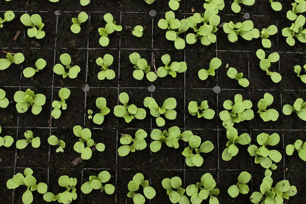 Open source sustainability initiative - real-life example