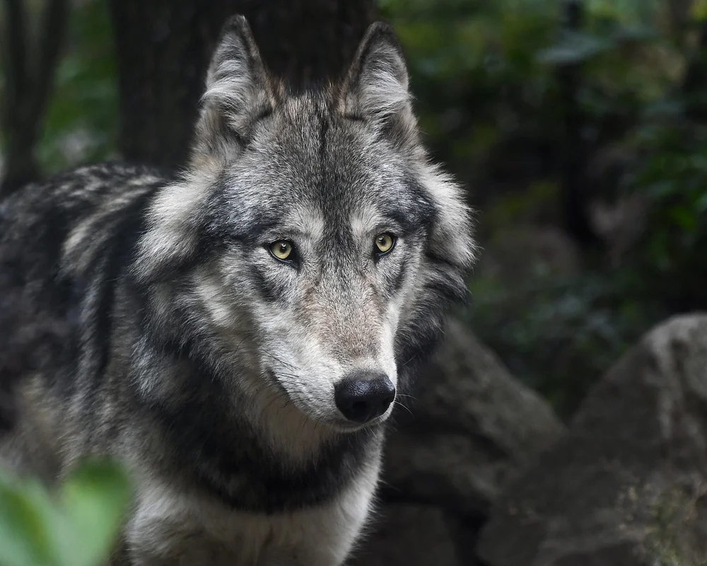 Ideas around Predator spyware lawsuit
