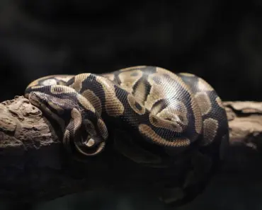 5 Python Trends Top Developers Use in 2025