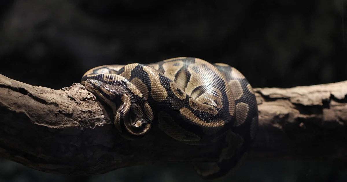 Python trends 2025
